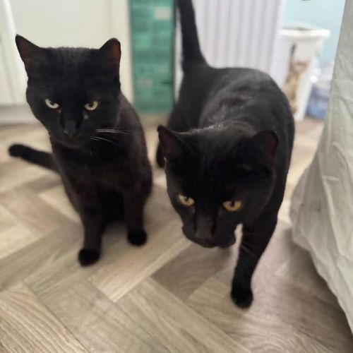 🔎Whisks and PJ are…